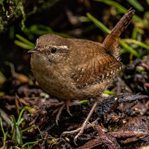 Wren-13