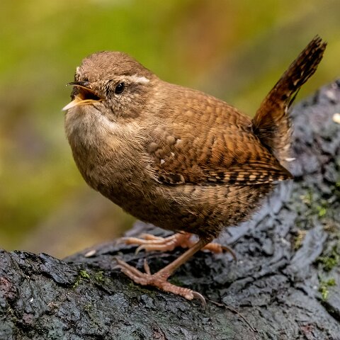 Wren-14