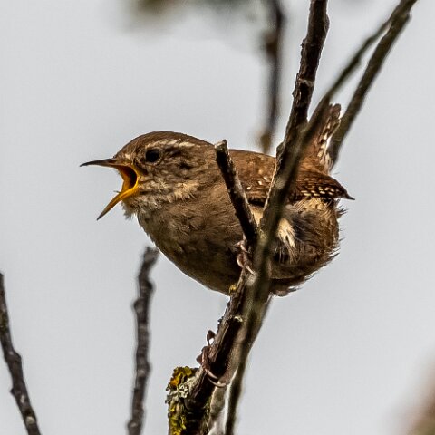 Wren-16