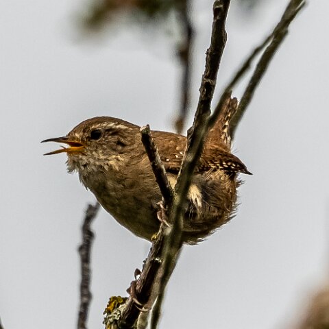 Wren-17