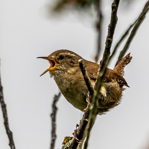 Wren-18