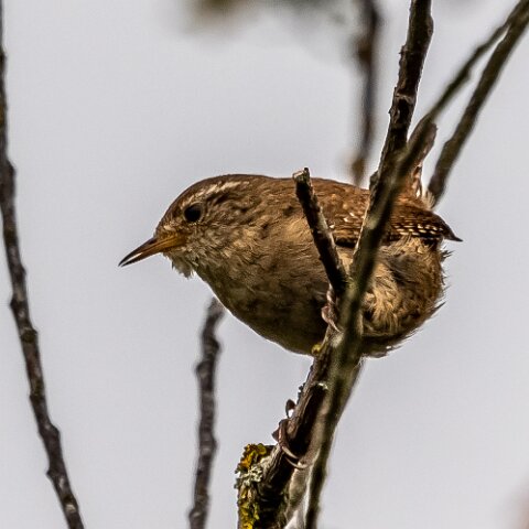 Wren-19