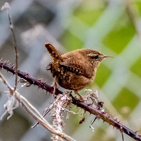 Wren-2