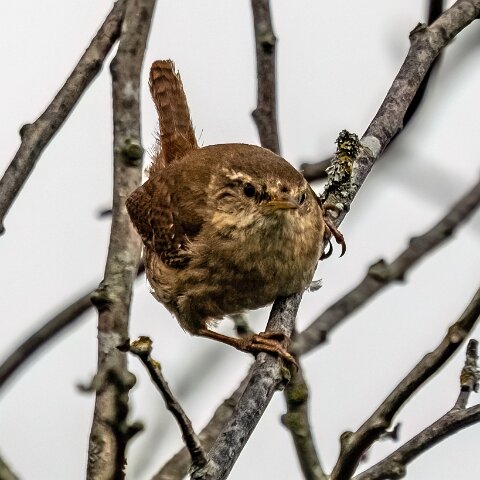 Wren-20