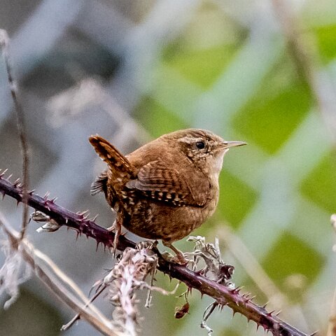 Wren-3