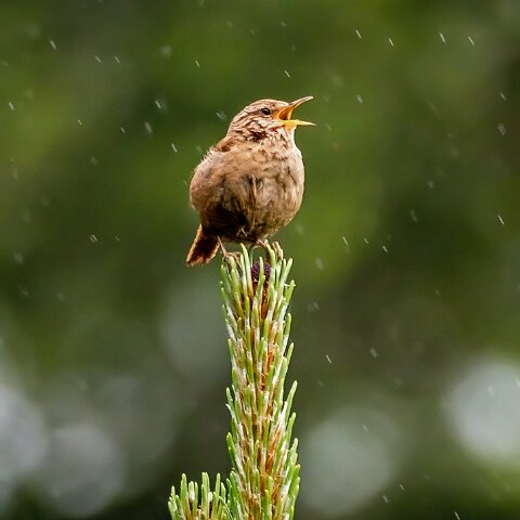 Wren-4