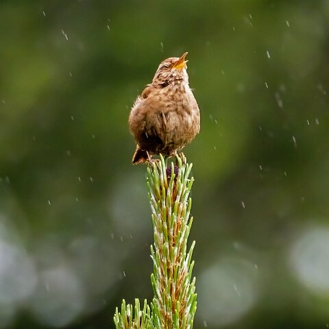 Wren-5
