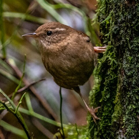 Wren-6
