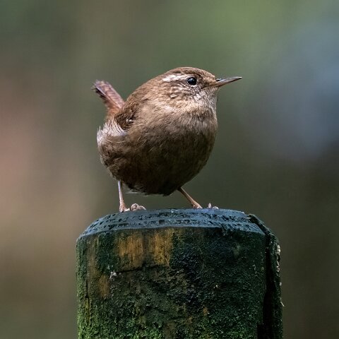 Wren-8