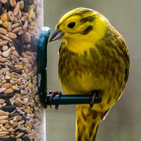 Yellow-Hammer-3