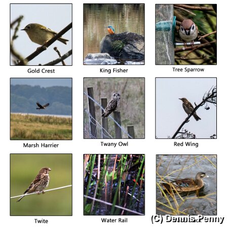 1-Record-of-Species-Photographed