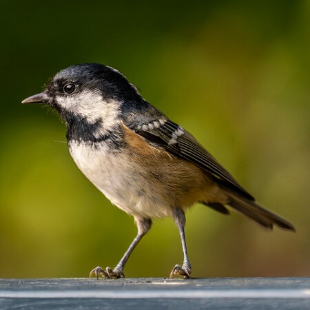1-Record-of-Species-Photographed
