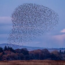 Starling Murmuration