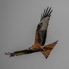 2-Red-Kites-Argaty