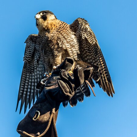 4-Falconry