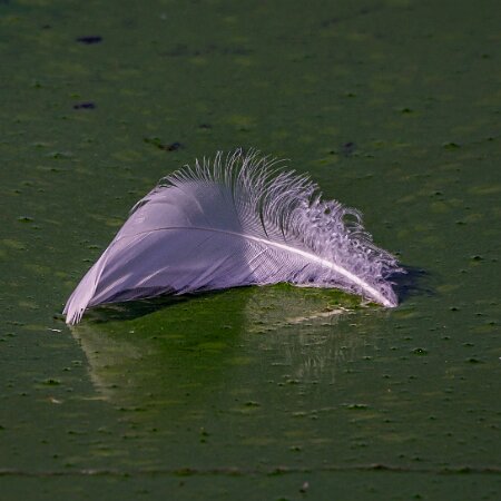 4-Feather