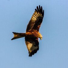 4-Record-of-Species-Photographed
