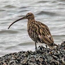 Birds-Curlew