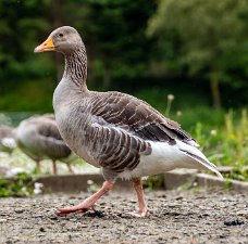 Birds-Geese