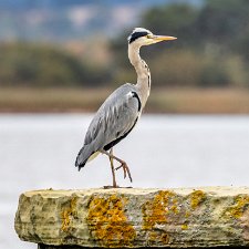 Birds-Grey-Heron