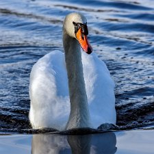 Birds-Mute-Swan