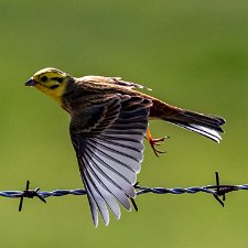Birds-YellowHammer