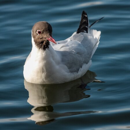 Black-Headed-Gull
