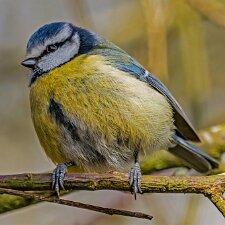 Blue-Tit