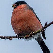 Bullfinch