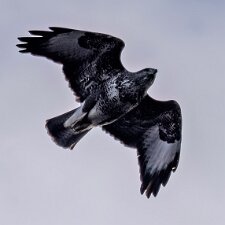 Buzzard
