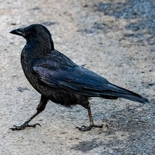 Carrion-Crow