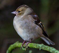 Chaffinch