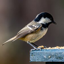 Coal-Tit