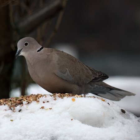 Collard-Dove