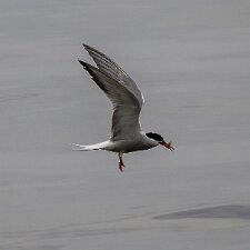 Common-Tern