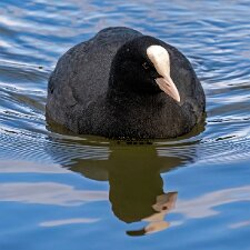 Coot