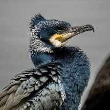 Cormorant