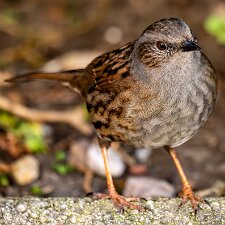 Dunnock