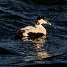 Eider-Duck