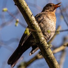 Fieldfare