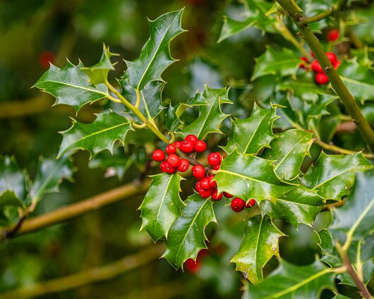 Holly-6