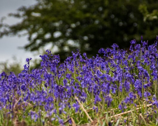 Bluebells-1