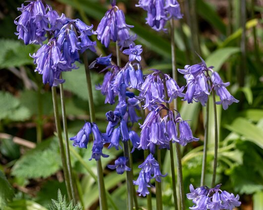 Bluebells-10