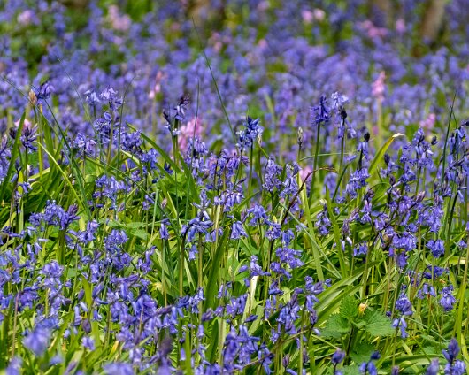 Bluebells-11