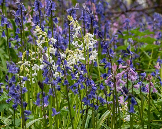 Bluebells-12