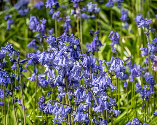 Bluebells-13