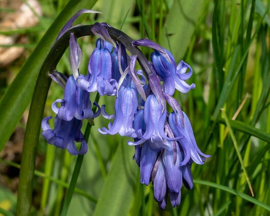 Bluebells-14
