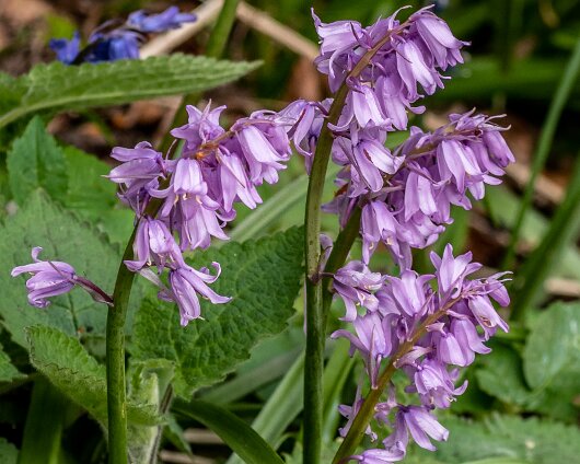 Bluebells-15