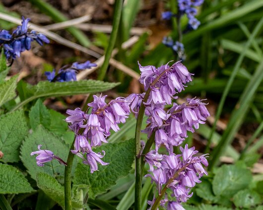 Bluebells-16