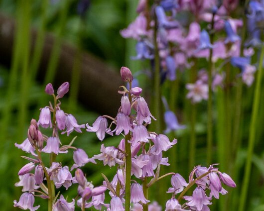 Bluebells-17
